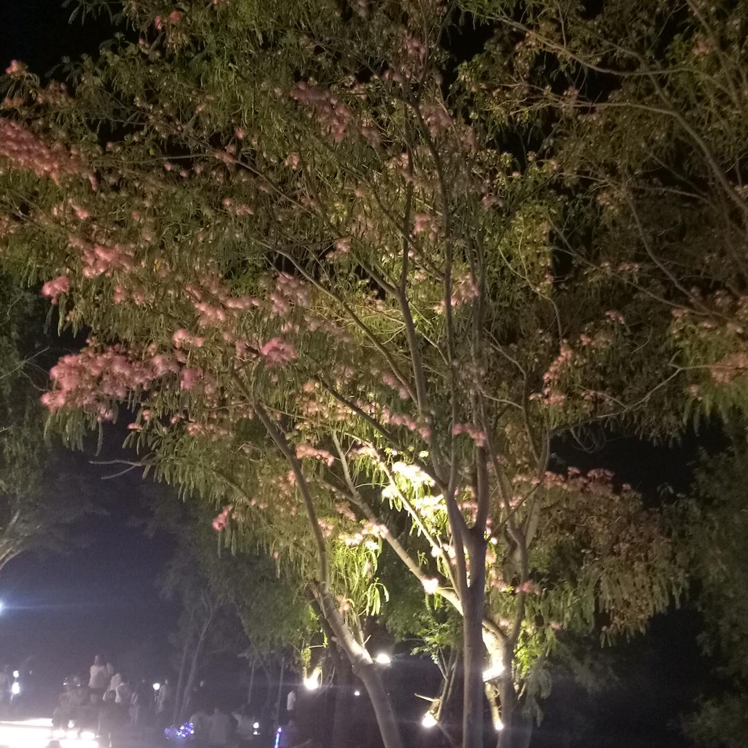 美丽之家