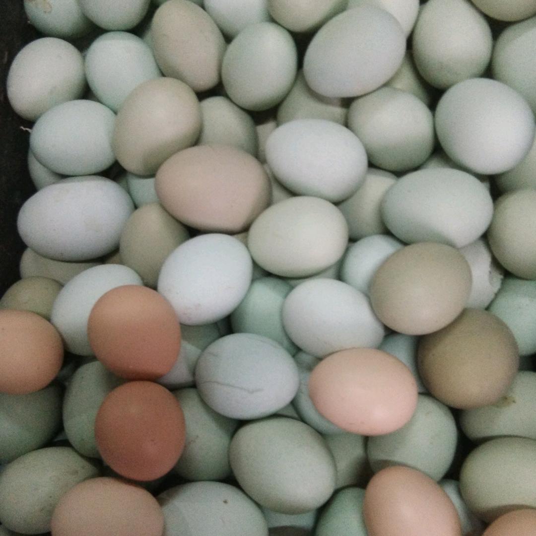 卖绿壳鸡蛋