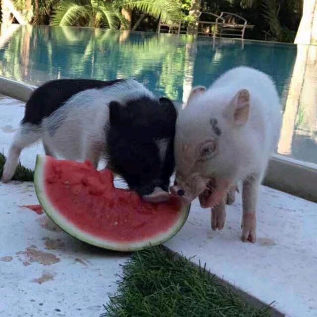 海南万宁符小武