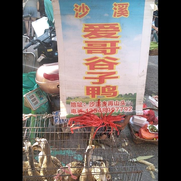 会同沙溪爱哥谷子鸭