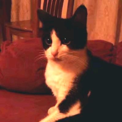 猫娃