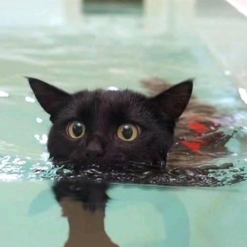 强健的160小黑猫