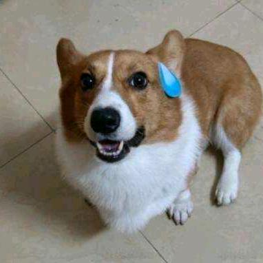 江