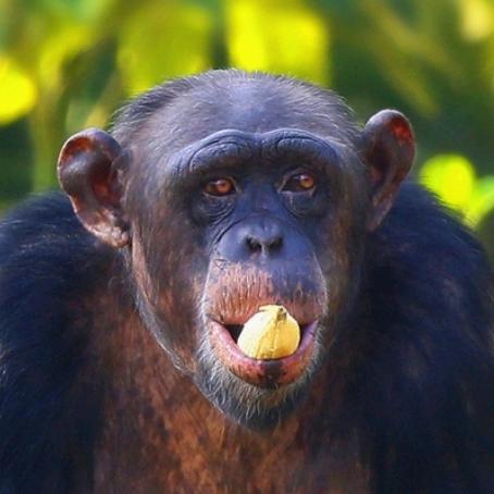 猩猩🦍