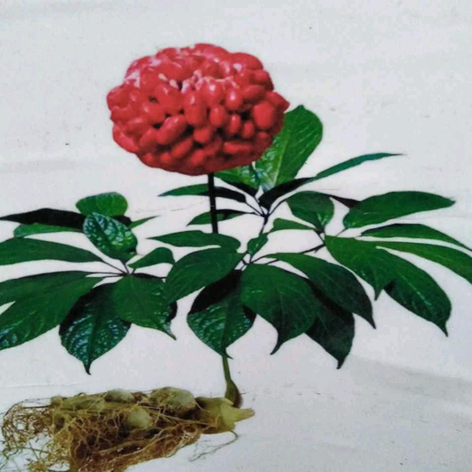 自由的我