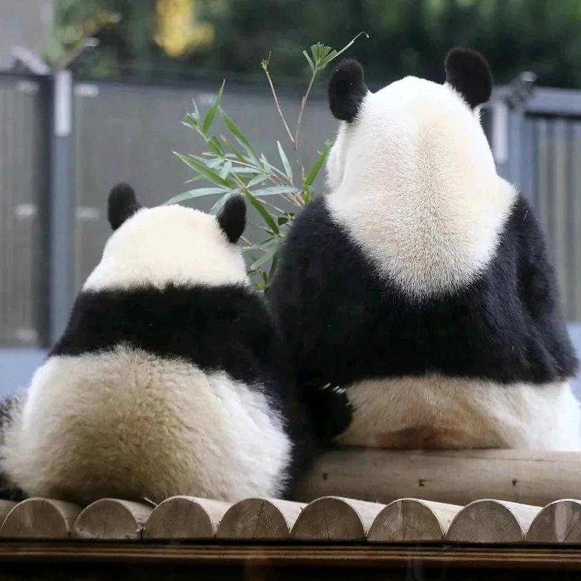 ❤️想事橙