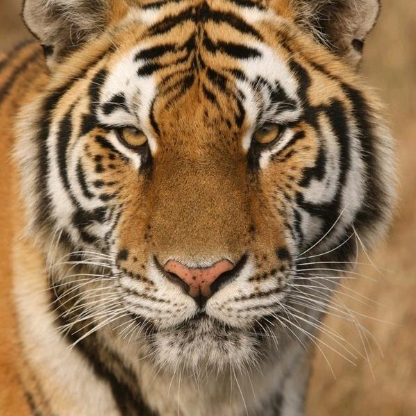 养动物大王(黑老包)74年的虎