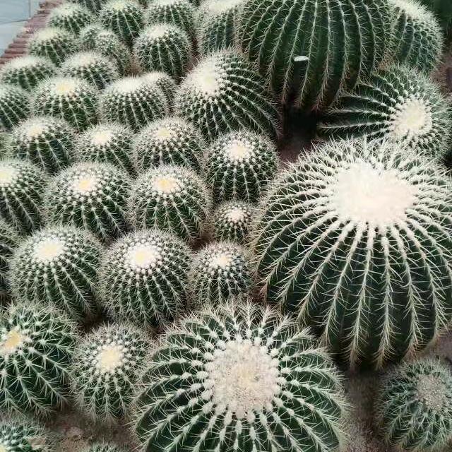 䒭㶡