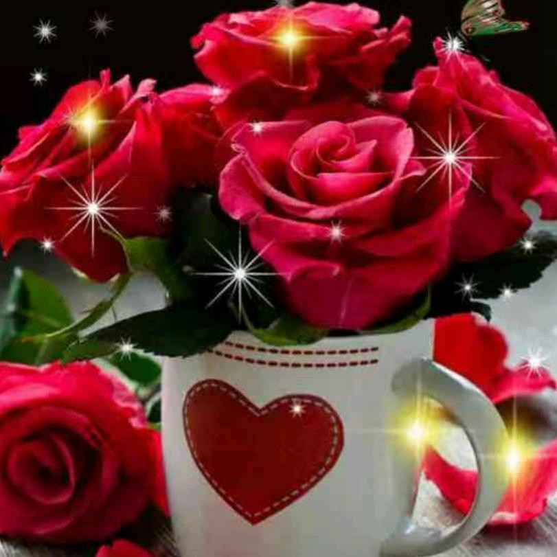 红玫瑰🌹🌹🌹