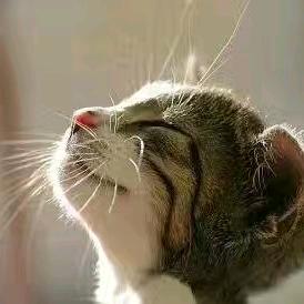 醉猫