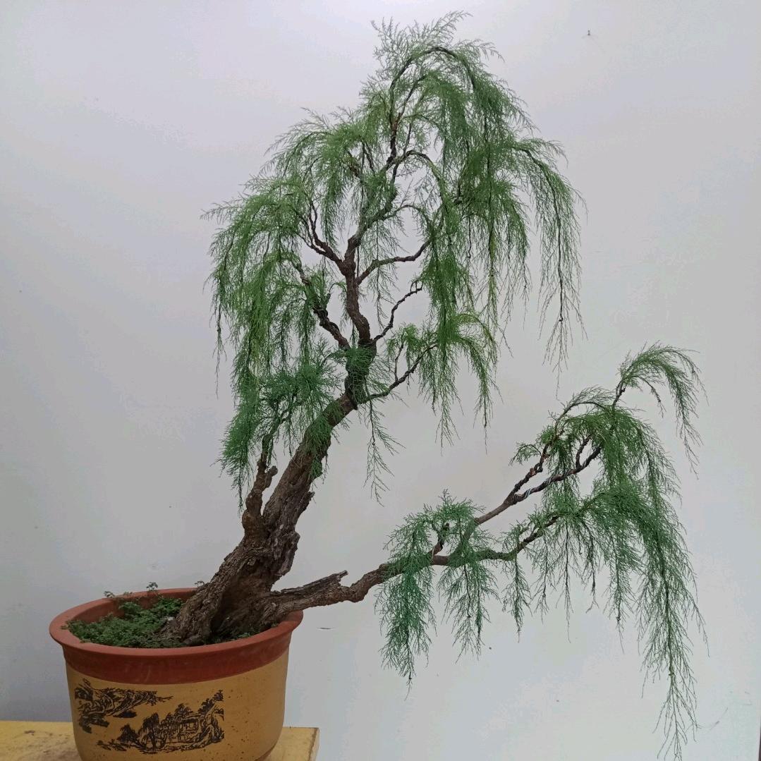 游哥盆景