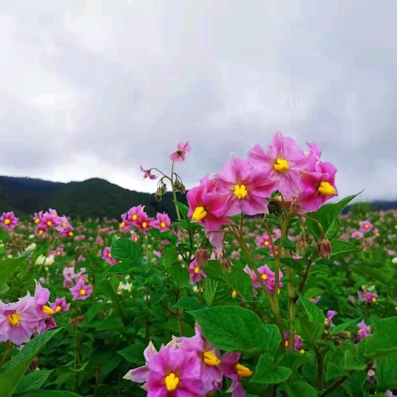 春暧花开