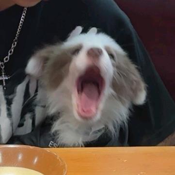 刚子快回家！