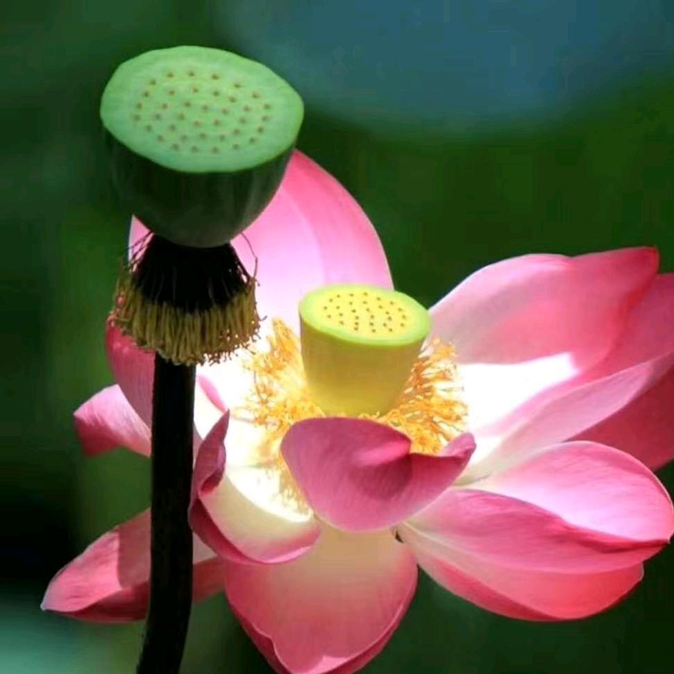 山虎