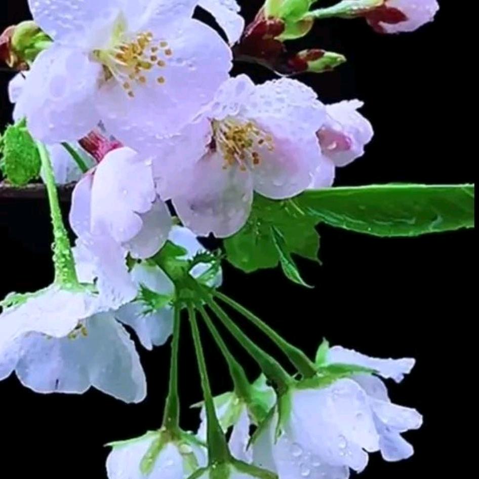 天行健