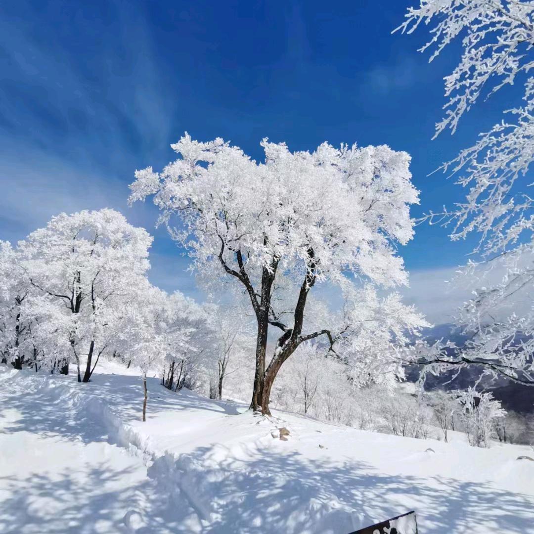 雪鹰