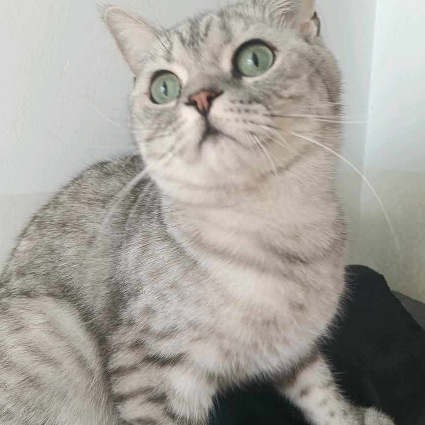 萍
