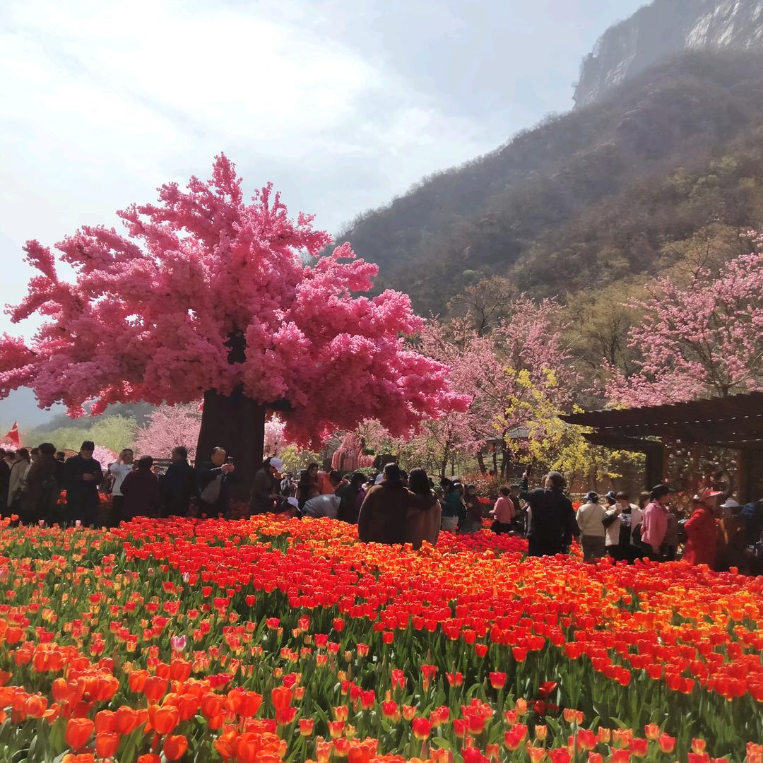 菲妮