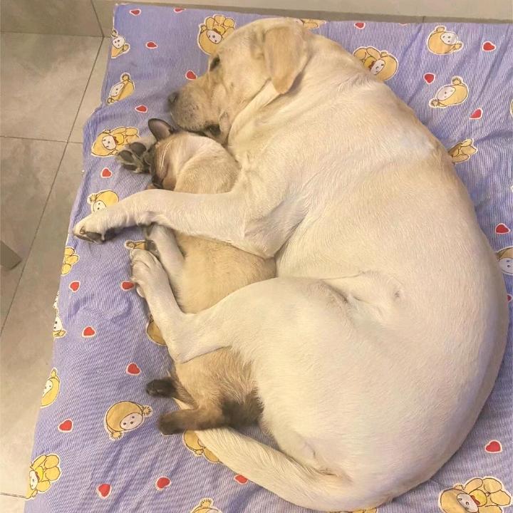 学瘸子走路被打断好腿