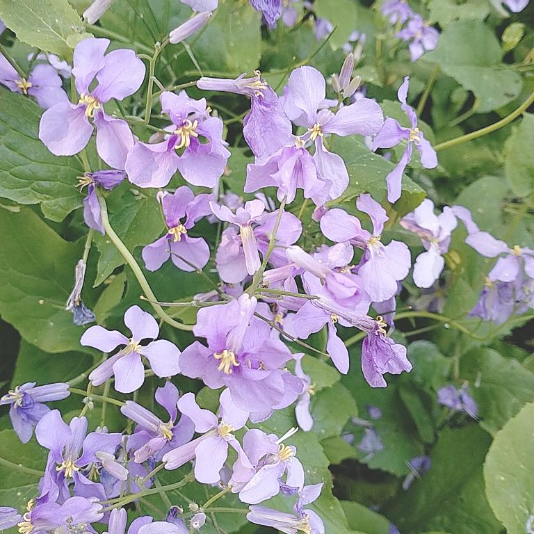 刘姐爱唱歌