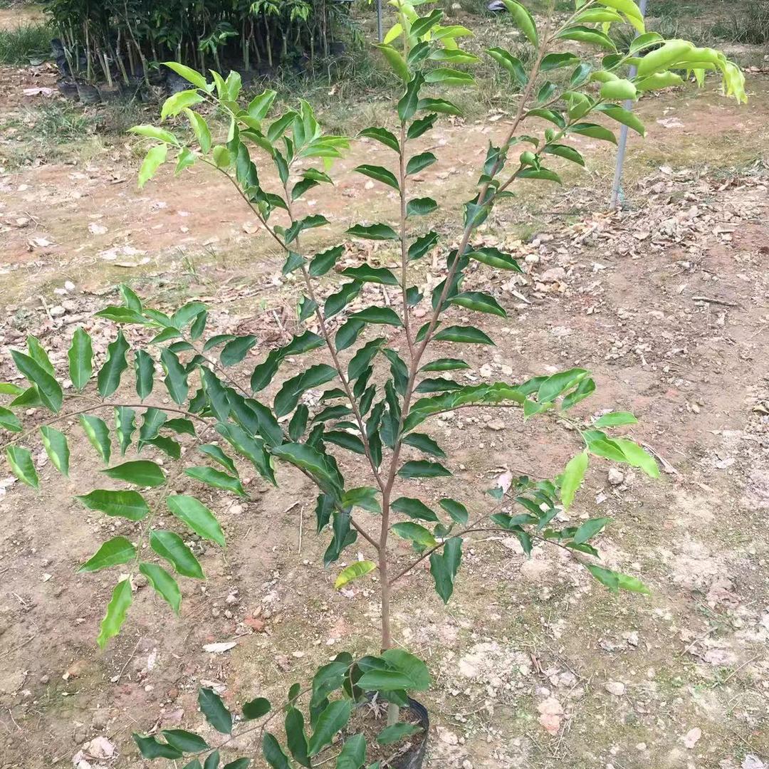 电白区麻岗镇富丰盛苗木场