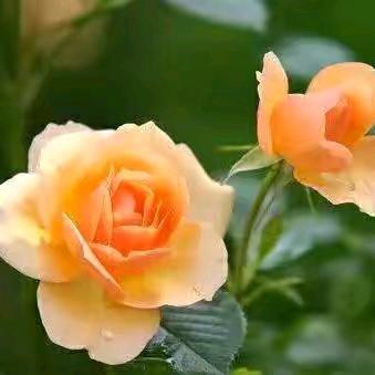 ꧔℘别💞᪲来᭄ᩚ꯭ᩚ无💞᪲恙꧔ꦿ᭄