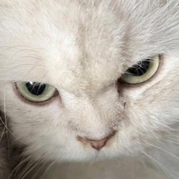 猞猁猫