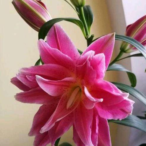 晨茉锝百合