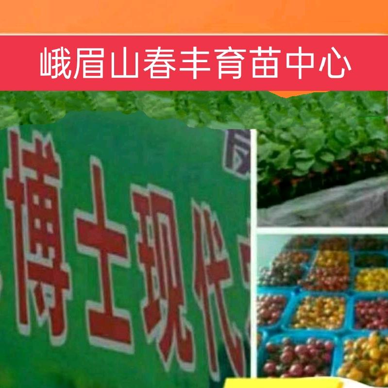 峨眉山春丰育苗中心