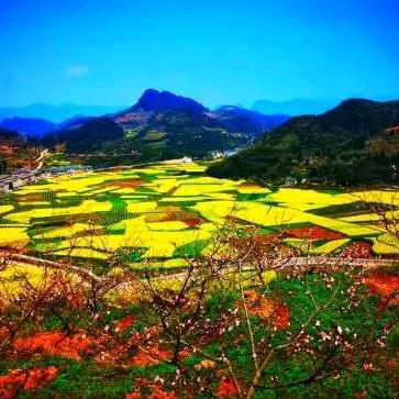 杨敏