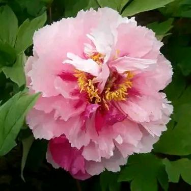 菩提树