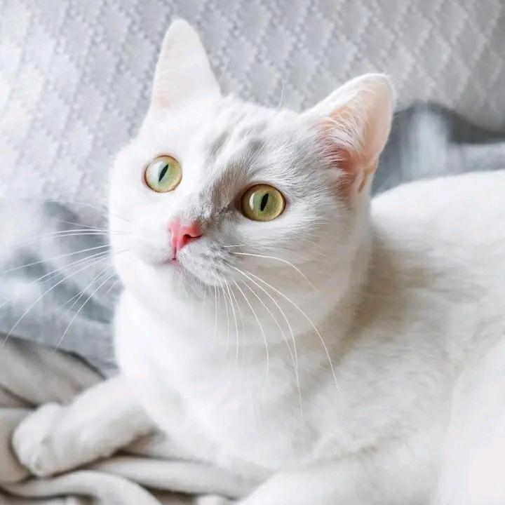 皖北木子