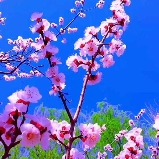 加我保平安