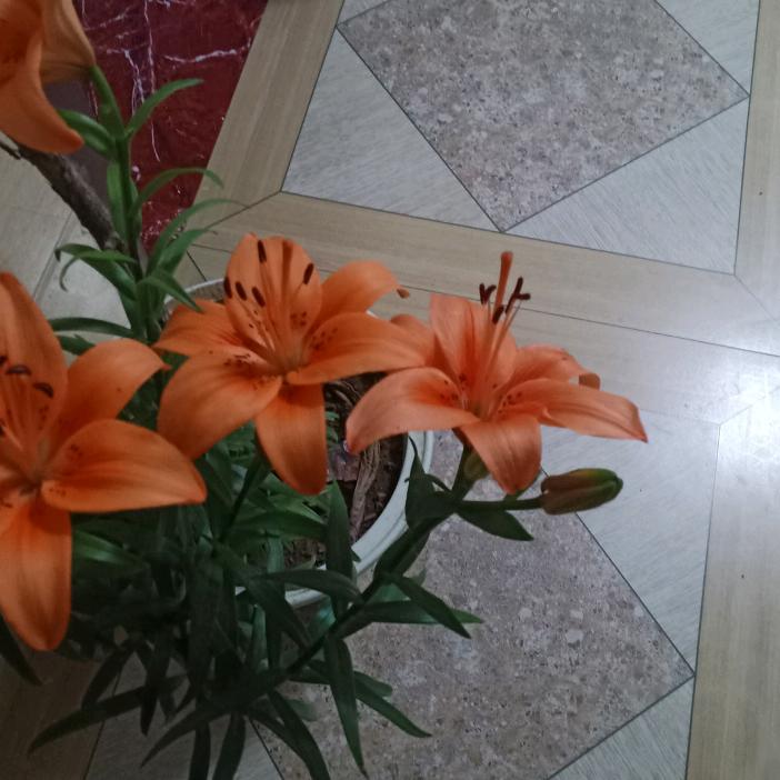 花好月正圆。