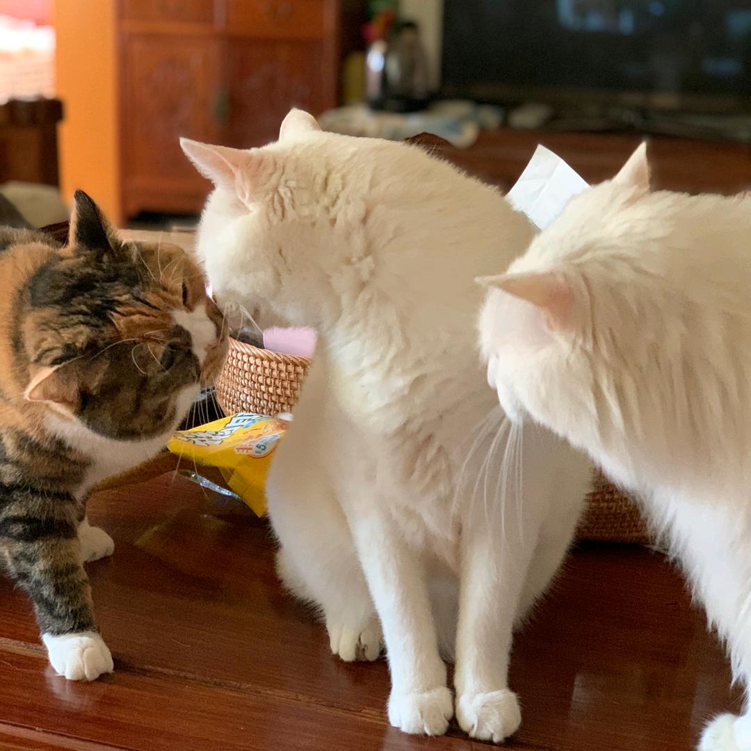喵喵是猫