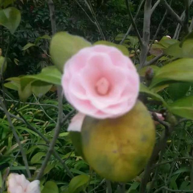 梦依依