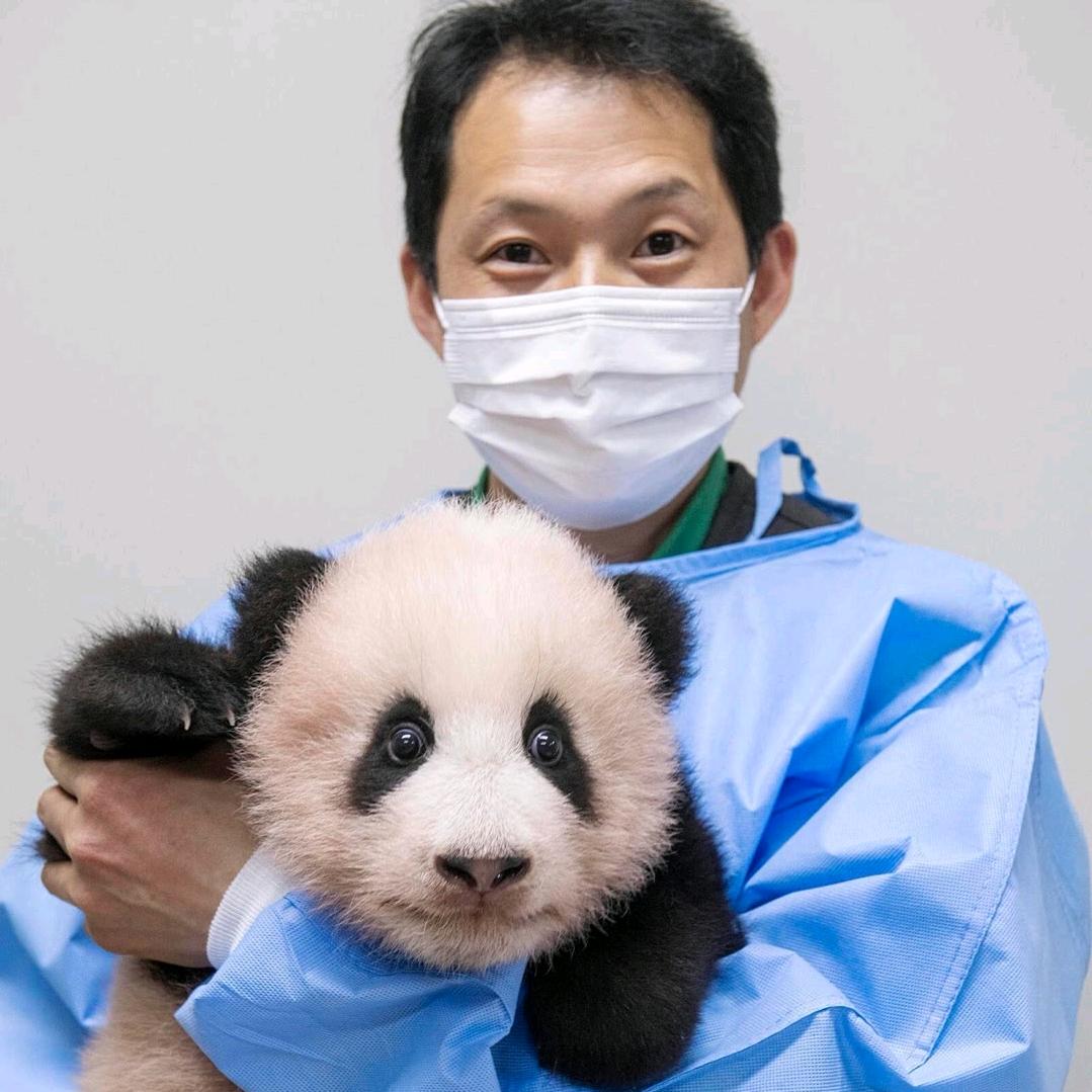 福宝panda