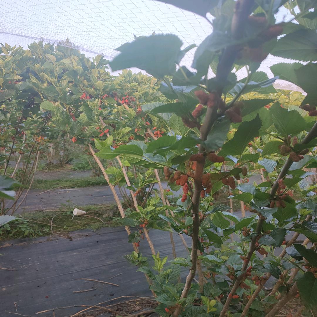 筱菊