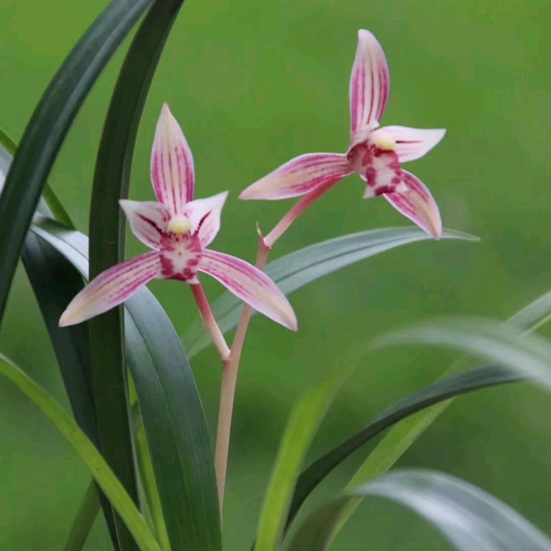知足常乐🌼🌸