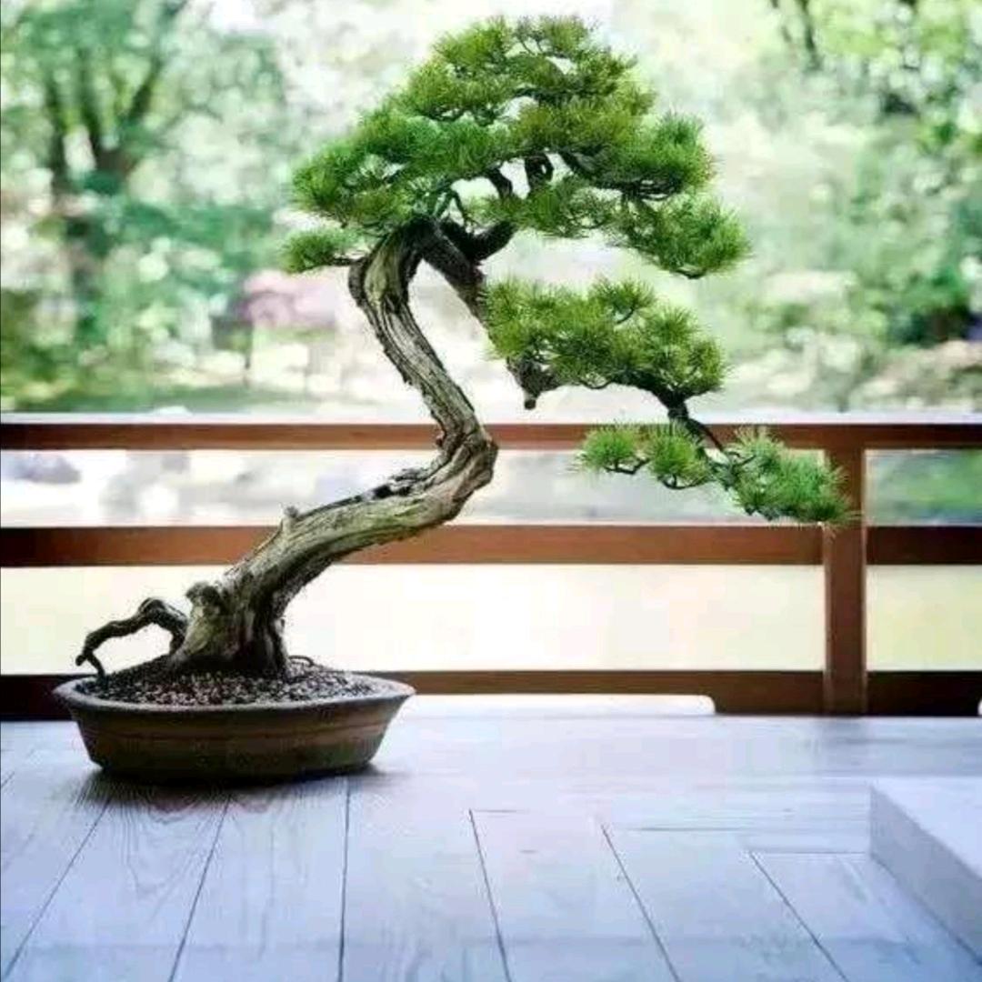 淮滨花哥（绿植租赁养护）
