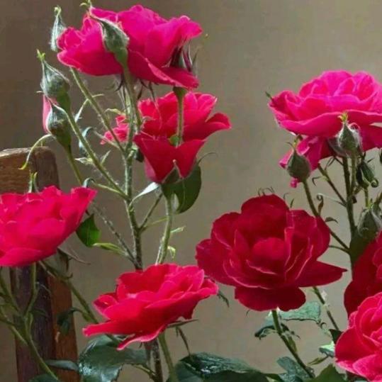 美丽的野百荷《家人们请不要连赞，谢谢》