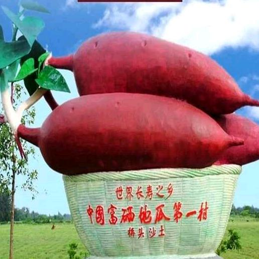 半夜三更地瓜批发