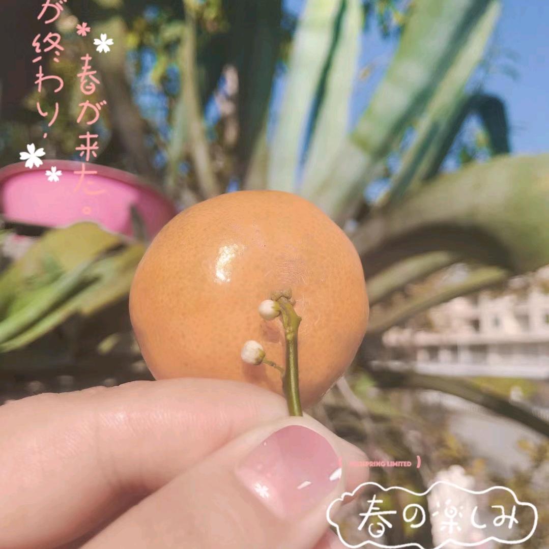 带刺的糖果