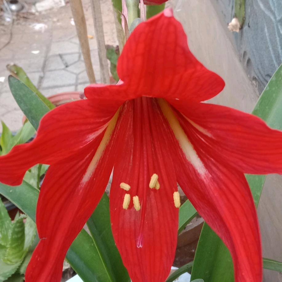 快乐芳