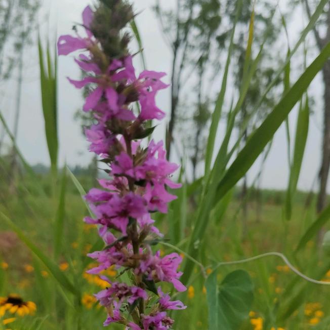 初见花坊🌹🌹🌹