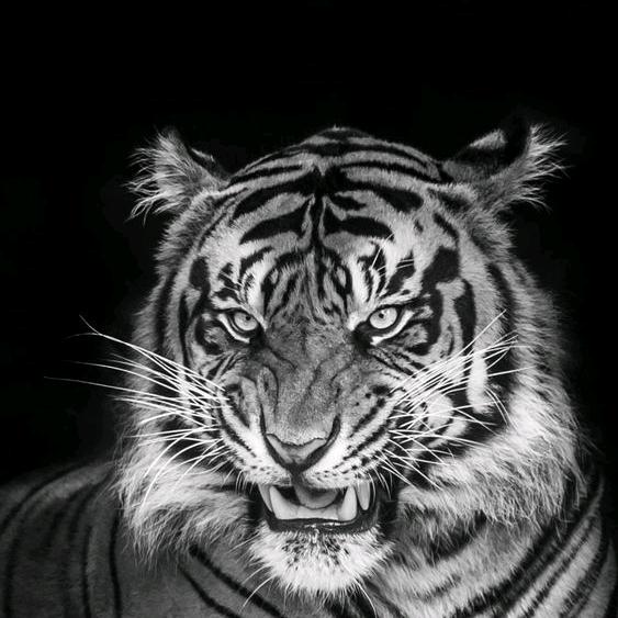 赏金猎人~惠比特繁殖户