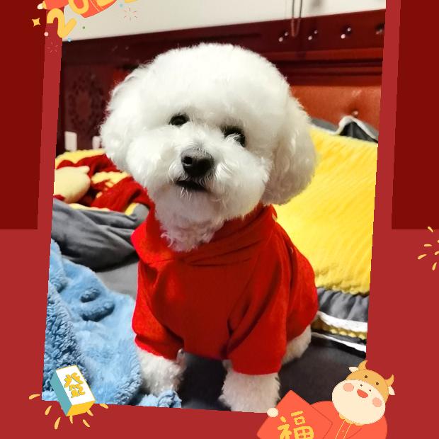 阿呆宝贝