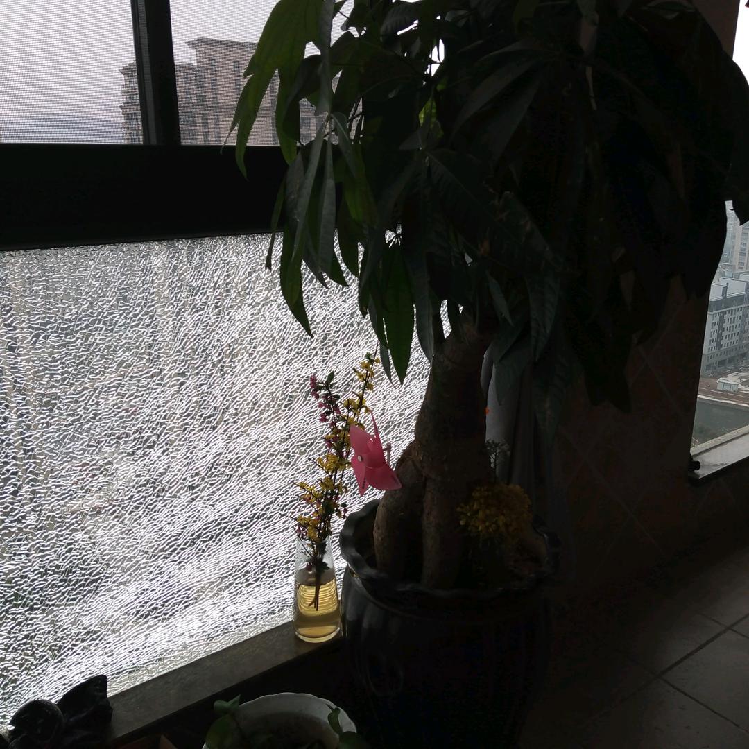 🌸天天好运来