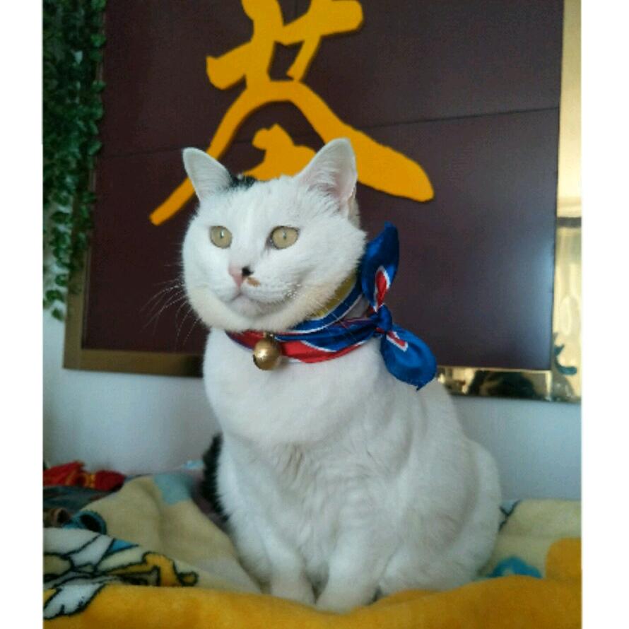 🍃茗祥叶紫🌻