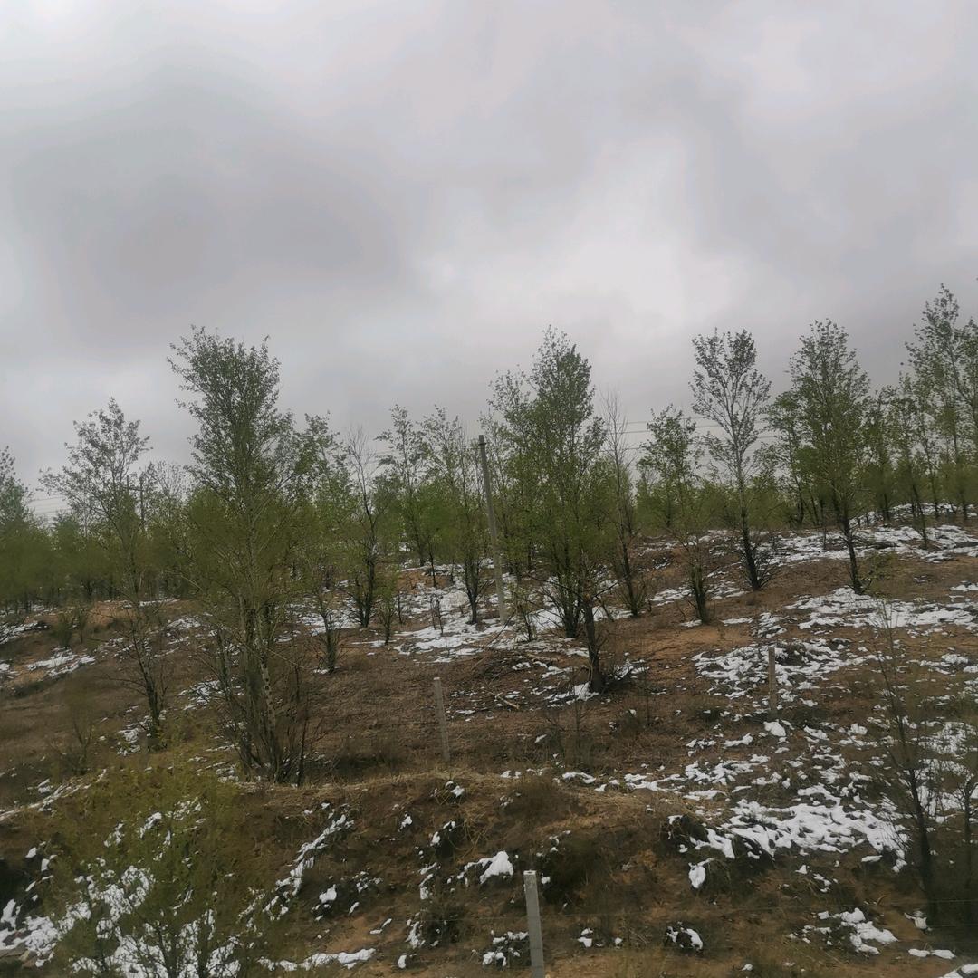 云淡！沙漠随风。